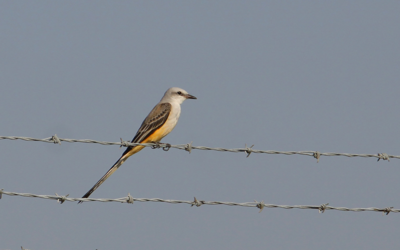 Scissor-tailed flycatcher